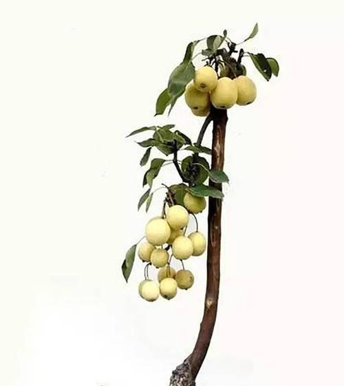 梨树扦插的成功率高吗？如何提高扦插成活率？