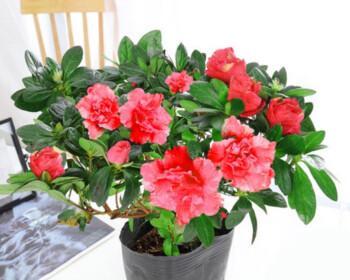 养杜鹃花的寓意与意义（探索自然之美）