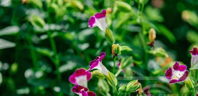 夏瑾是多年生植物吗?种植与养护常见问题解答?_花植网