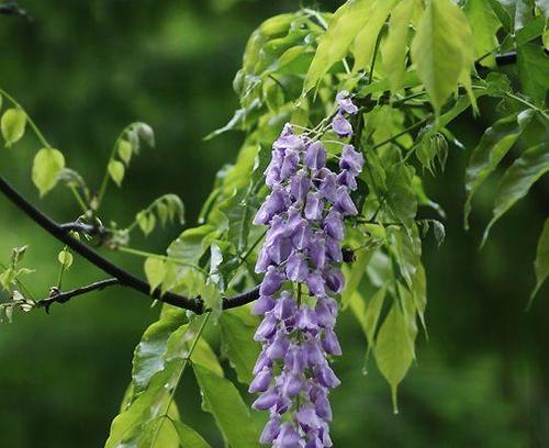 紫藤花的花语与寓意（探寻紫藤花的美与哲理）