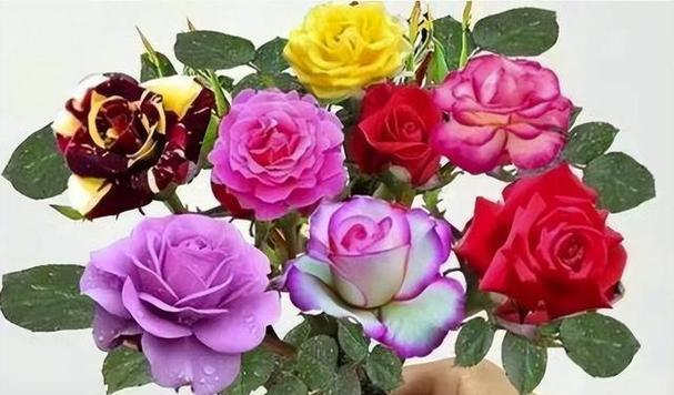 玫瑰花颜色的意义（探索玫瑰花不同颜色的象征含义）