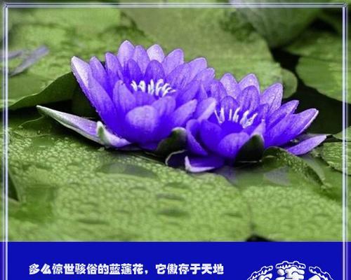 蓝莲花的象征意义与文化内涵（揭示蓝莲花的神秘力量）