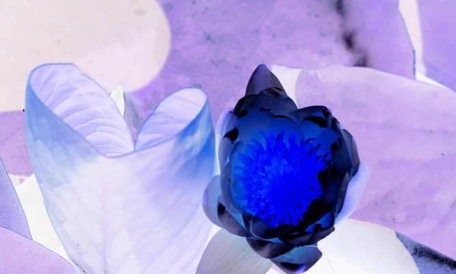 蓝莲花的象征意义与文化内涵（揭示蓝莲花的神秘力量）