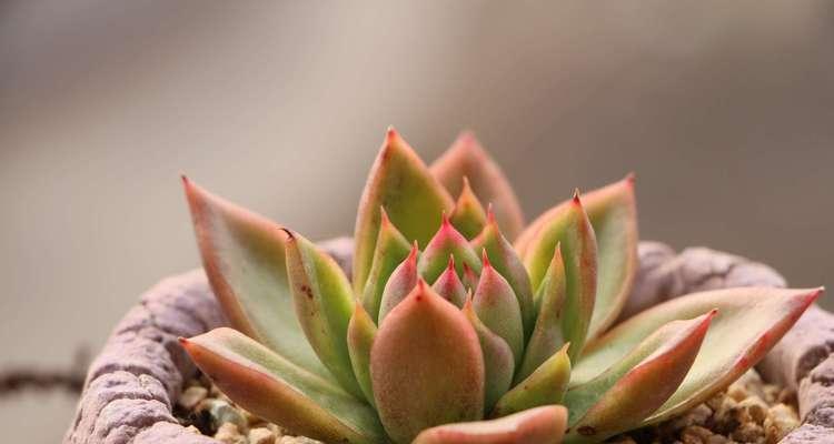 多肉植物可以浇淘米水吗？淘米水对多肉生长的影响是什么？