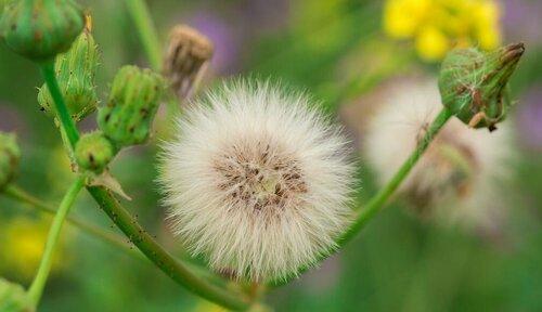 蒲公英属于种子植物吗？它们的繁殖方式是什么？