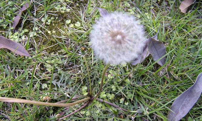 蒲公英属于种子植物吗?它们的繁殖方式是什么? 蒲公英属于种子植物吗?它们的繁殖方式是什么?
