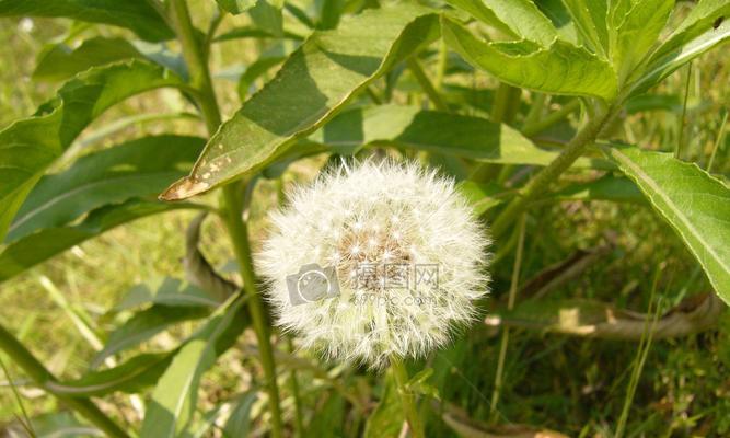 蒲公英属于种子植物吗?它们的繁殖方式是什么? 蒲公英属于种子植物吗?它们的繁殖方式是什么?