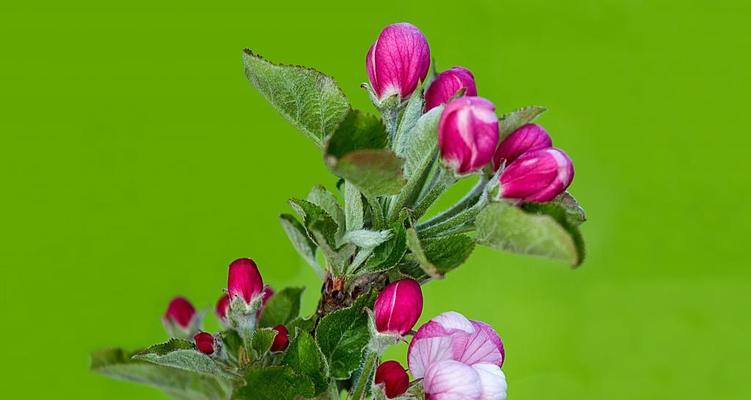 苹果树春天开花吗？如何促进苹果树春季开花？