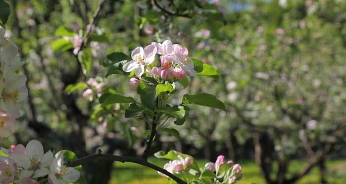 苹果树春天开花吗？如何促进苹果树春季开花？