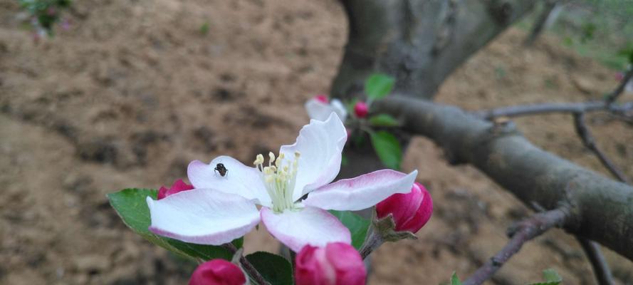 苹果树春天开花吗？如何促进苹果树春季开花？