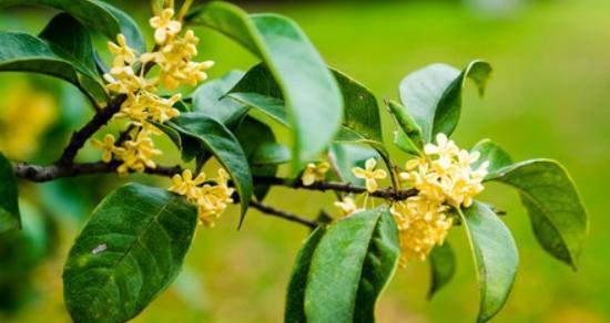 四季桂花的花语——盛开人生的芳香(四季桂花的美丽花语及其象征的幸福与希望) 四季桂花的花语——盛开人生的芳香(四季桂花的美丽花语及其象征的幸福与希望)