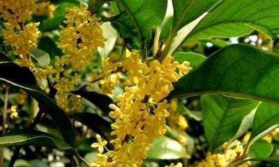 四季桂花的花语——盛开人生的芳香（四季桂花的美丽花语及其象征的幸福与希望）