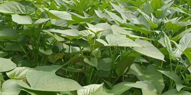 红薯生长的理想温度是多少？如何调整温室环境？