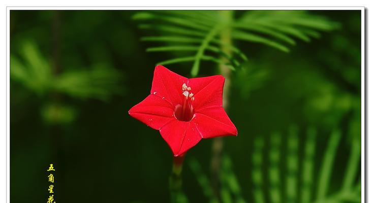 五角星花的寓意与象征意义(深入解读五角星花的寓意) 五角星花的寓意与象征意义(深入解读五角星花的寓意)