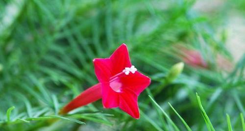 五角星花的寓意与象征意义（深入解读五角星花的寓意）