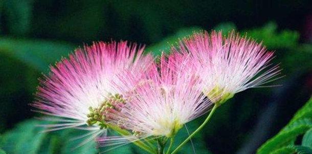 合欢花有哪些神奇功效？如何正确使用合欢花？