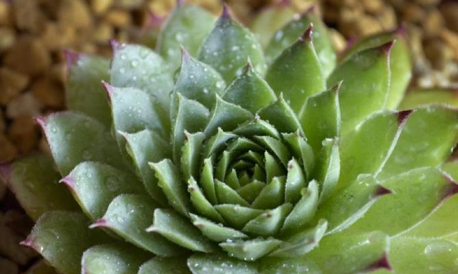 观音莲的花语与寓意（解读观音莲的花语及其象征的意义）