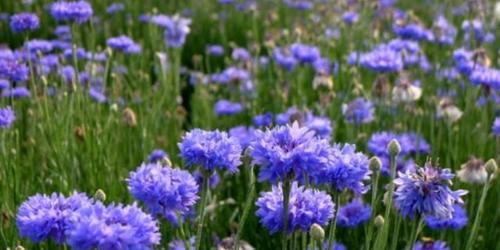 矢车菊的花语与象征（用矢车菊传达情感）