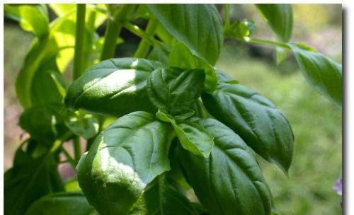 罗勒属于一年生植物还是多年生植物？种植罗勒的常见问题解答