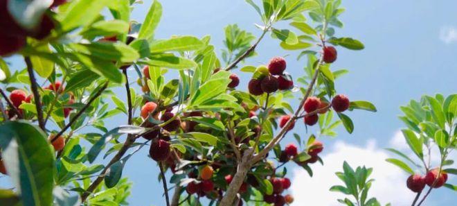 杨梅种植条件是什么？哪些区域气候最适合杨梅生长？