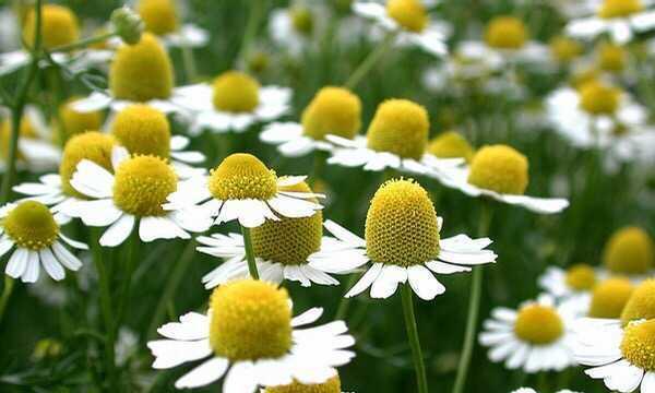 洋甘菊是多年生植物吗？种植和养护需要注意什么？