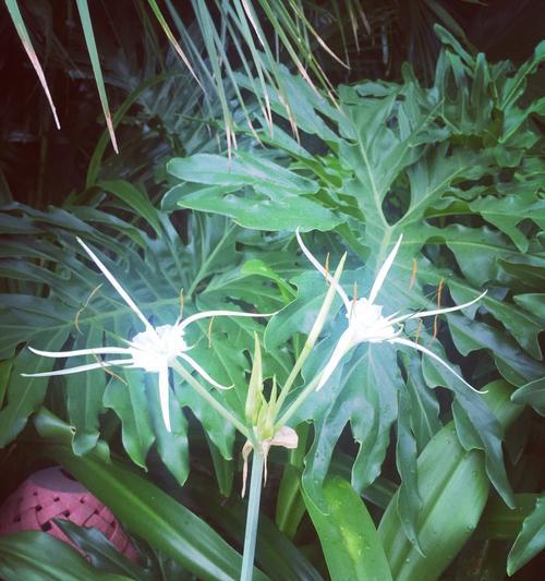 双生花（深入探索双生花的寓意与象征）