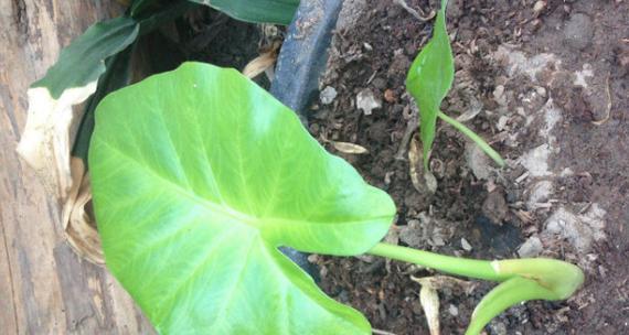 滴水观音(探寻滴水观音的花语之谜)