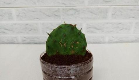 仙人掌多久浇水一次？如何判断浇水时机？