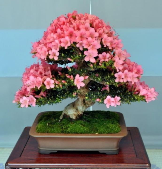 杜鹃花的寓意与象征风水(探究杜鹃花的寓意与象征意义)