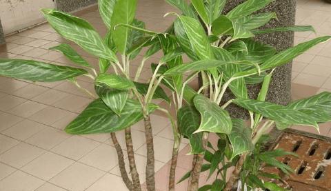 万年青冬天会冻死吗？如何在寒冷季节保护万年青？