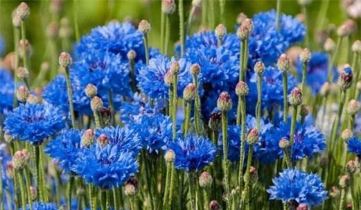 矢车菊的花语及不同颜色的含义（揭示矢车菊每个颜色的情感和象征意义）