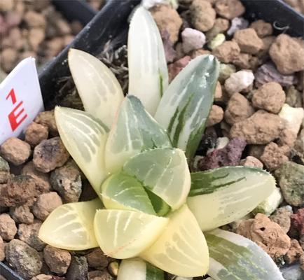 玉露根烂了怎么处理？有效预防和治疗方法是什么？