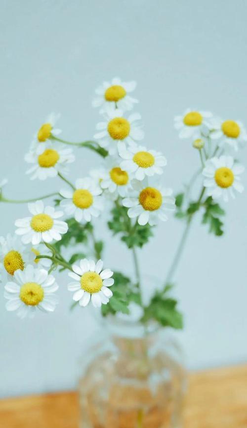 小邹菊花的传说与意义（揭开小邹菊花语的神秘面纱）