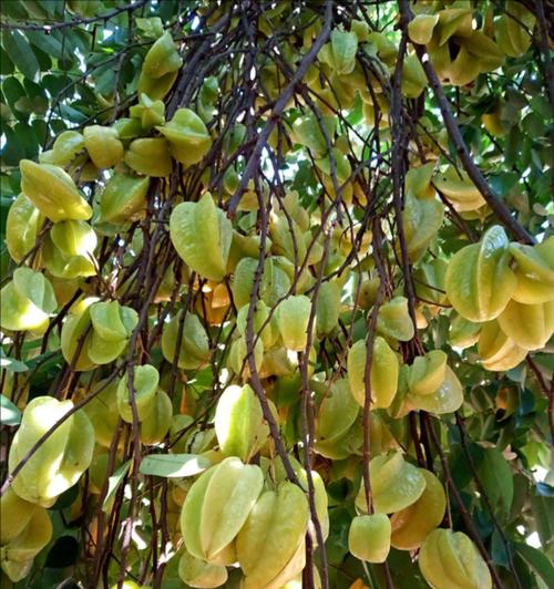 杨桃耐寒多少度？如何在低温环境下保护杨桃树？