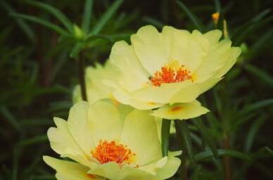 以太阳花的寓意与花语（向阳、希望与热情）