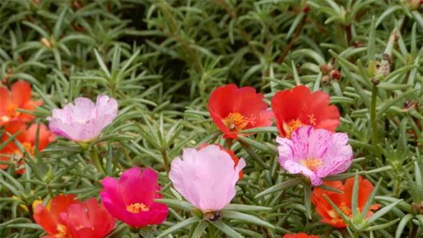 以太阳花的寓意与花语（向阳、希望与热情）