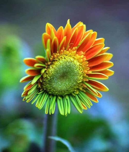 以太阳花的寓意与花语（向阳、希望与热情）