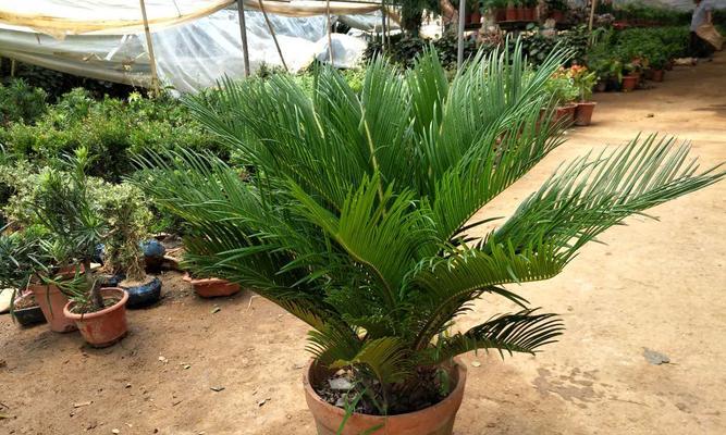 家里种铁树的风水好吗?铁树种植对家居风水有何影响?