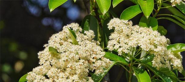石楠花的花语与传说(探索石楠花的美丽花语与神秘故事)