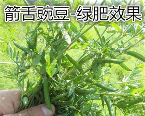 豌豆种植的最佳时间是什么时候？有哪些高效种植方法？