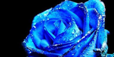 蓝色妖姬（探索蓝色妖姬的花语及寓意）