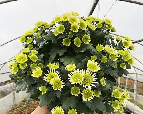 荷兰菊怎么养长的好？掌握这些技巧轻松培育健康荷兰菊