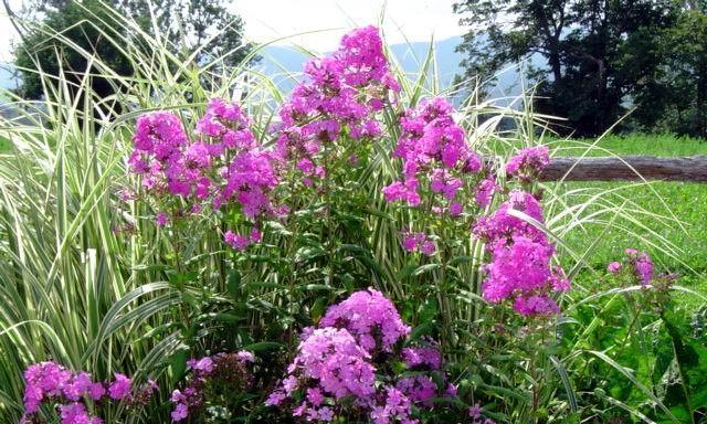 宿根福禄考花语(花开富贵如意)