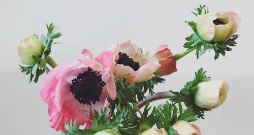 木百合的花语与美丽的寓意(用花语解读木百合)