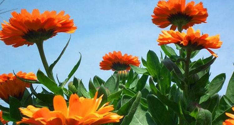 金盏菊花——花海中的温暖（一朵花的寓意）
