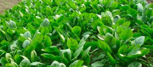 菠菜喜欢阳光吗？种植菠菜时阳光需求解析？