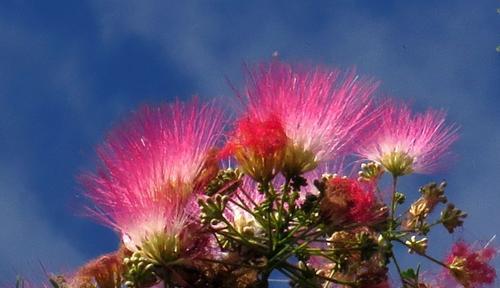 合欢花的意义与象征（传递祝福与友情的合欢花）