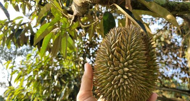 广西适合种植榴莲吗？种植榴莲的条件是什么？