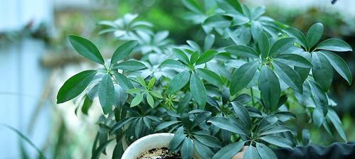 鸭掌木又叫什么树？这种植物的别名有哪些？