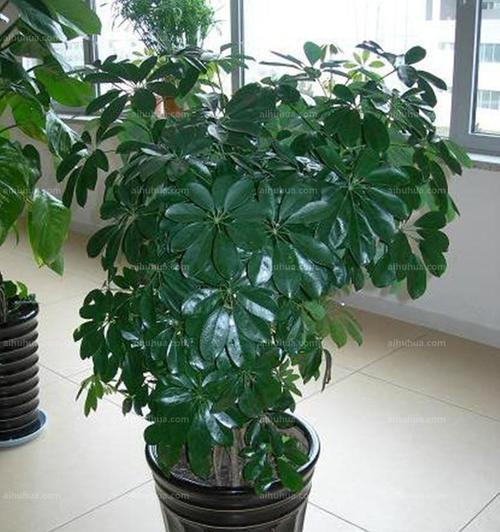 鸭掌木又叫什么树?这种植物的别名有哪些? 鸭掌木又叫什么树?这种植物的别名有哪些?